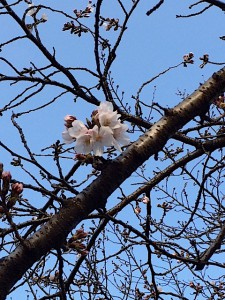 桜開花日